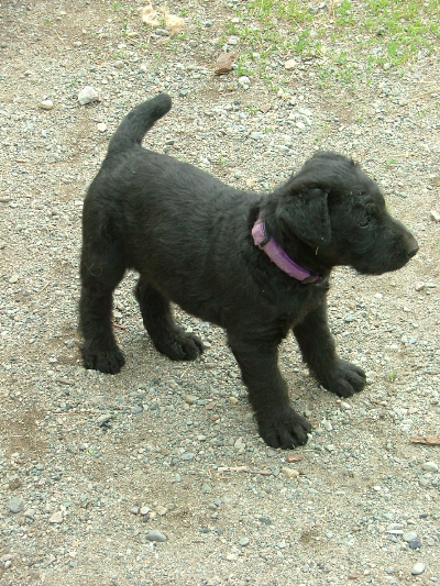 pepper